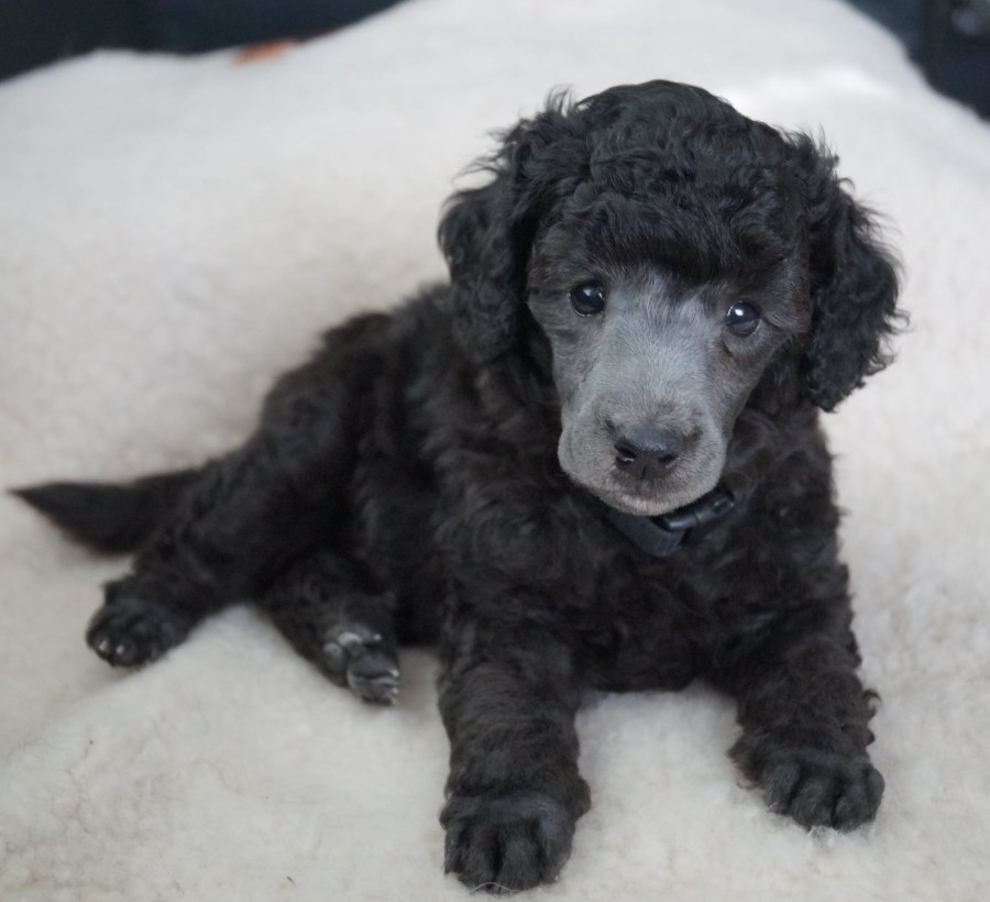 Kennel Blenmarin K pi villakoira Urokset